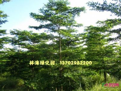 细叶榄仁